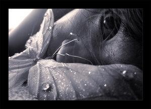 Une fée